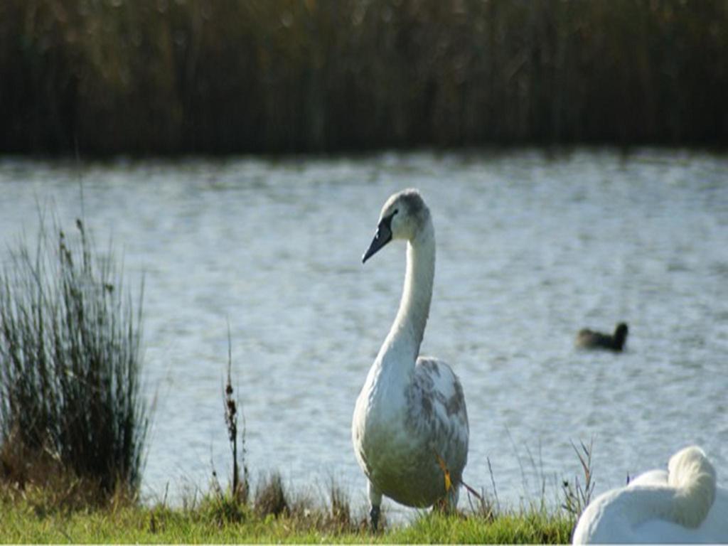 Auplands En-Suite Rooms Lymington Ngoại thất bức ảnh
